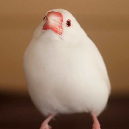 文鳥の飼育についての書籍&カレンダーの執筆・監修・撮影等をしています。🩵『文鳥完全飼育』2023年発行🩵『文鳥の日』2005年登録