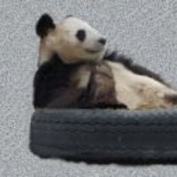 alpaca (@alpaca7) 's Twitter Profile