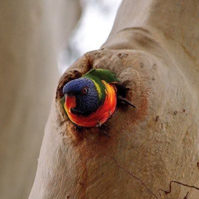 Community assessment of tree hollow & nest box habitat & wildlife use across Australia. Managed by @Wingtags