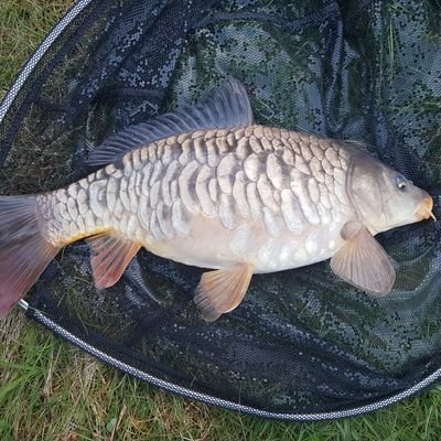 BallinakillAC's profile picture. Beautiful lake five contained within 5 acres.
Species of fish include Tench, Carp, Rudd, Roach, Perch, Bream and Eels. There is also hybrid all weight and size.