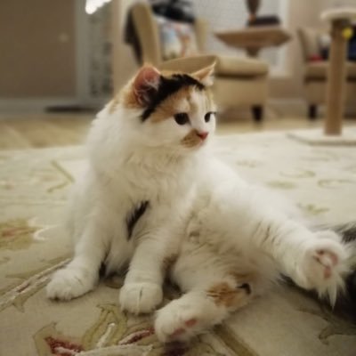 Sevgiaras2's profile picture. MD, Ankara Üniversitesi , İç Hastalıkları ve Geriatri Uzmanı