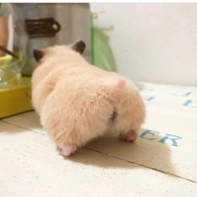 SmlgnA6's profile picture. 趣味垢٩(๑❛ᴗ❛๑)۶