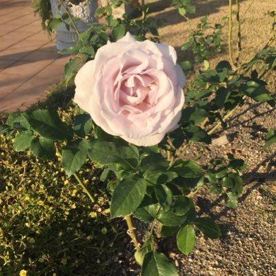 楽しく穏やかに暮らしたいねん😆18年の8月にパニック障害(症)と診断🍀25年8月から睡眠障害が顕著に🍀メンタル行き来~🍀パロキセチン服薬19年10月にセパゾンが定期薬から頓服に→25年8月定期メイラックスに🍀子宮筋腫(5cmと7cmと小さいの沢山)→全摘手術R6.12(ロボット支援下腹腔鏡手術)🙏✨🍀
