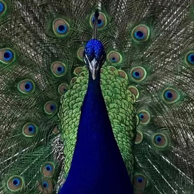 dewant1's profile picture. Canberra-based.