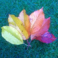 Plantsbrook LNR (@plantsbrooklnr) 's Twitter Profile Photo