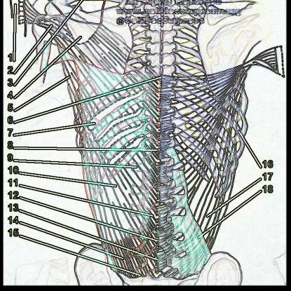 Self Evolve Lumbar Fascia (S.E.L.F) differential Thoracolumbar Fascia bio-electro magnetic mechano therapeutic(dXb). New Healing physiology July 2021