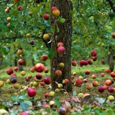 Deb70090's profile picture. Consultant, MBA Finance, Data Science, aspiring farmer