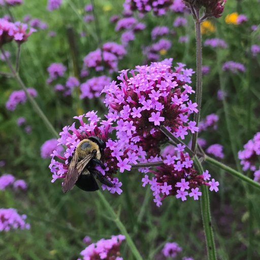 Creating pollinator-friendly habitat; promoting biodiversity; citizen scientist! Lover of science and the planet; avid birder!