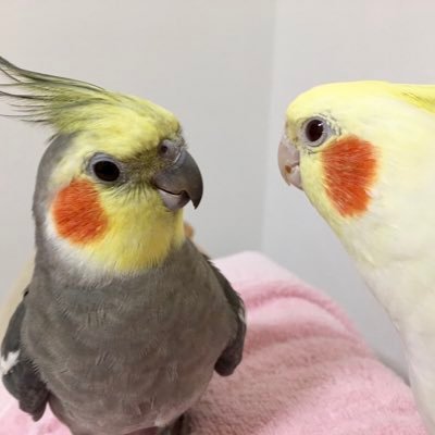 ひまタネと口笛大好きオカメンズ、PDD快癒のシロハラインコ、おませコザ女子と暮らす鳥用品製作所。各種パーチ、テーブル、アスレチックなどを製作。オーダーはTwitterDMまで。過去の作品は＜https://t.co/f68aQThf8k＞