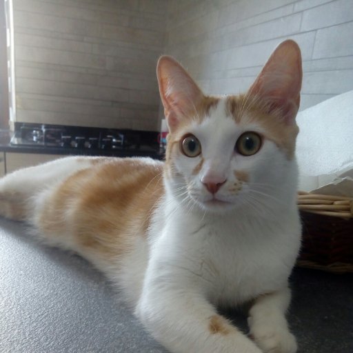 campanellina70's profile picture. 