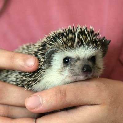 AshWelko's profile picture. 