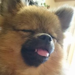 犬が大好き。特にポメラニアン。おっさんです。
2021年8月11日にJALスタッフの無責任な判断ミス(主観)によりお空に行ってしまった愛犬ポポの生前の写真と飛行機にペットを乗せる際の注意喚起などを投稿しようと思います。
2023年9月6日に新しい我が子「パン」を迎えました。女の子です。無言フォローをお許し下さい。