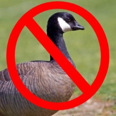 What Do Geese Hate?