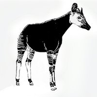 Okapi&Pangolin(@okapipangolin) 's Twitter Profile Photo