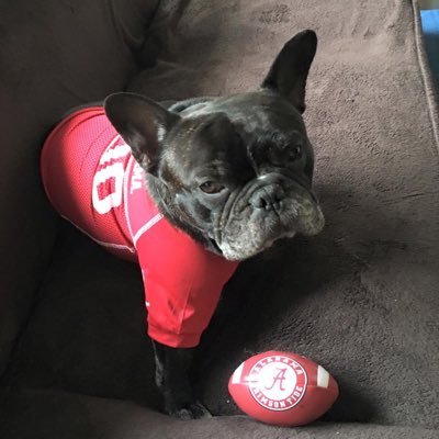 BamaInSF's profile picture. Gay Stuff, Alabama football, French Bulldogs, and all other things that are exceptional. Did I say Gay Stuff?  🏳️‍🌈