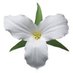 Trillium Florist (@trilliumfloris1) Twitter profile photo Trillium Florist (@trilliumfloris1) Twitter profile photo
