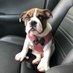 Ollie (@monroebulldog) Twitter profile photo Ollie (@monroebulldog) Twitter profile photo
