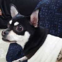 こまけん (@qky6puhs8jjxzo3) 's Twitter Profile Photo