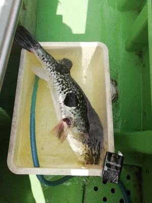 namagusana's profile picture. 都留漁協桂川をホームに
ルアー、フライ並びに海では船釣り(基本コマセ)
一通り楽しんでおります🎵
た～まにバイク(笑)
気軽にフォローして頂いて構いません😌
宜しくお願い申し上げます～( ≧∀≦)ノ