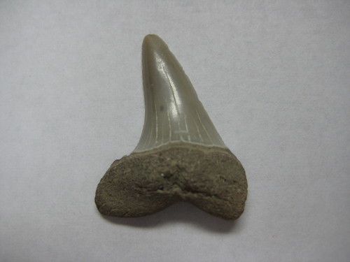 bestsharkteeth's profile picture. We enjoy finding shark teeth and you may too.