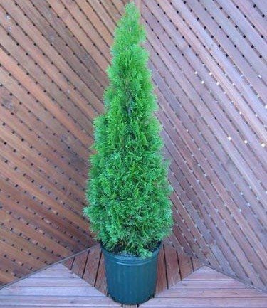 smrgdyrn's profile picture. ソロギター頑張ります