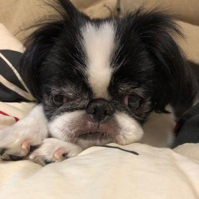 はなちゃん 狆のはなちゃんです 鼻が潰れていて 実は 頭がハート柄 可愛いというより ブサイクでかわいいです こんなはなちゃんですが よろしくお願いします フォローしてくださいっ 待ってまーす 狆 はなちゃん 犬 T Co はなちゃん 狆のはなちゃんです 鼻が潰れていて 実は 頭がハート柄 可愛いというより ブサイクでかわいいです こんなはなちゃんですが よろしくお願いします フォローしてくださいっ 待ってまーす 狆 はなちゃん 犬 T Co