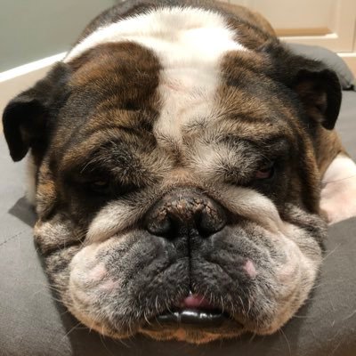 realBDCollins's profile picture. Enthusiastic advocate for life, liberty and the pursuit of happiness