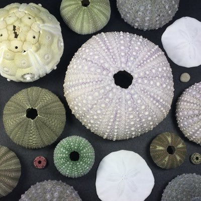 SeaUrchin_bot's profile picture. 