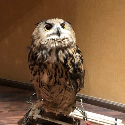 動物全般好きです。特に梟、猫がお気に入り🦉🐈 爬虫類も大丈夫です(^-^) 無言フォロー失礼しますm(__)m よろしく(*^^)/