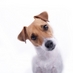 Animed Vets (@animedvets) Twitter profile photo