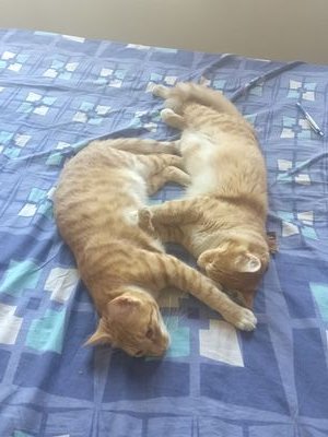 Vijaya76385523's profile picture. 