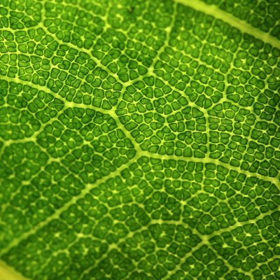 Fishdizzle's profile picture. the voices and thoughts inside my head are too loud to keep contained