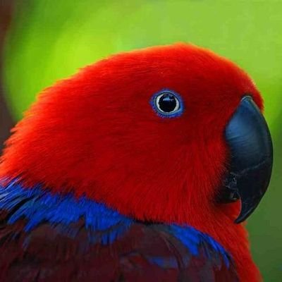 Retired divorced single. Easily bored. TT.💢 NO GROUPS OR LISTS. 💢NO DMs.💢 Anyone asking for money will be Blocked💢I like birds🦉🐦🦜🕊️🦅🦉🦩🦢🦤🦆