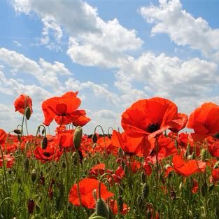 UnLlaisFach's profile picture. Cymraeg/English | Welsh/Saesneg