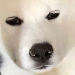 akitainumontaro's profile picture. ぼくの名前はもんたろう。秋田犬の男の子。7歳になりました。お気軽にフォローして下さい〜😗twitter依存にならないよう通知切ってますので、すみませんが投稿時のみしか見てません！