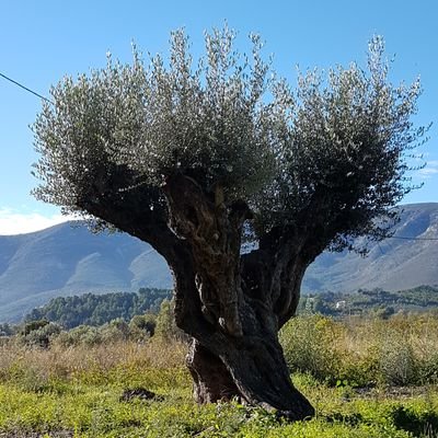 ximocarrio's profile picture. 