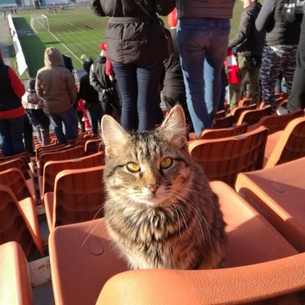 Raffikof's profile picture. 