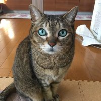 とらお (@torao_portrait) 's Twitter Profile Photo とらお (@torao_portrait) 's Twitter Profile Photo