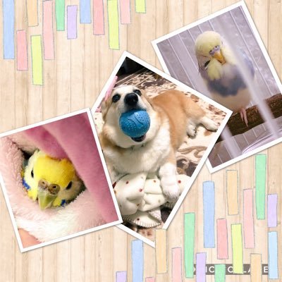 犬(コーギー♂/ココ)とインコ二羽(セキセイインコ♀・♂/ピッピ・ラムネ)と一緒に暮らしてます◟̆◞̆ ❁基本見る専。だけどたまには我が子自慢したい🙌💕