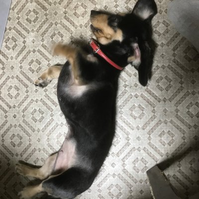 柳田隆史 モグワンドッグフードの対象年齢は生後4ヶ月から もし4ヶ月未満の子犬にモグワンを与えると 葉が弱い犬にカリカリを与えるときはふやかしてあげましょう モグワン ドッグフード 対象年齢 いつから 子犬のエサ T Co Dtgt6uyxhx
