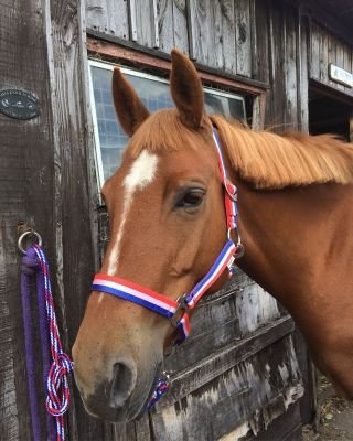 KathleenBeding3's profile picture. Ex nurse, racehorse owner, plus 4more, loves racing