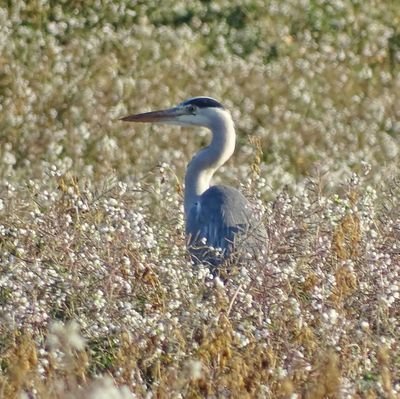 A través de les observacions d'ocells descobrirem que, més enllà d'asfalt i ciment, al Vallès queden racons on la natura segueix obrint-se pas.