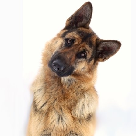 ersha_rocks's profile picture. Tidyverse!