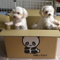 mitten🧤(ミトン) (@classic_parm) 's Twitter Profile