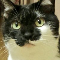 1山北田丁のﾎﾟ〒卜 (@poteto_senbok) Twitter profile photo