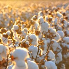 Formerly MonsantoANZ. Our trait technologies help cotton and canola farmers increase productivity and reduce environmental impacts. 
More info at @Bayer4CropsAU