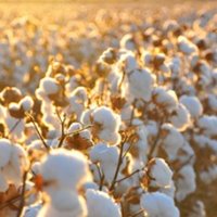 RoundupReadyCropsAU (@roundupreadyau) 's Twitter Profile Photo RoundupReadyCropsAU (@roundupreadyau) 's Twitter Profile Photo