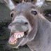 BigDonk (@bigdonk18) Twitter profile photo BigDonk (@bigdonk18) Twitter profile photo