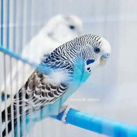 Ahmed (@ahmedibrae) 's Twitter Profile