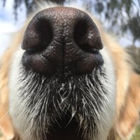 Dee Moore - @GoldenPaws10 Twitter Profile Photo